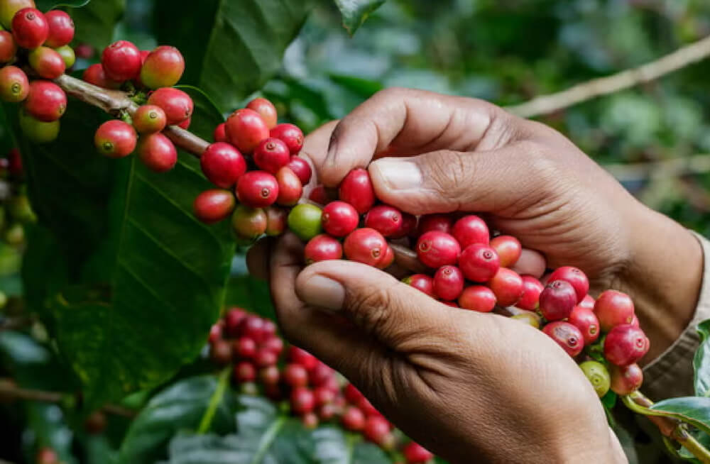 5 Day Coffee Tour Tanzania 